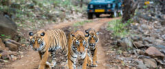 A tigeress with her two juvenile cubs (Bengal tigers, also called "Royal Tiger", Panthera tigris tigris) walking on a road in the green jungle. In the background a car with tourists and photographers is visible. The Bengal Tiger is critical endangered, the total population was estimated in 2011 at fewer than 2,500 individuals with a decreasing trend.